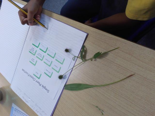 UKS2: Plant Classification  